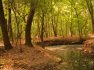 Winding stream in a forest Winding stream in a forest