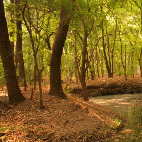 Winding stream in a forest