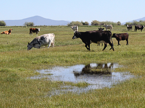Cattle stand in a heavily irrigated pasture in Oregon's Upper Klamath Basin. The state has ordered ranchers in the region to shut down irrigation. The move is aimed at protecting the rights of Indian tribes who live downstream. Cattle stand in a heavily irrigated pasture in Oregon's Upper Klamath Basin. The state has ordered ranchers in the region to shut down irrigation. The move is aimed at protecting the rights of Indian tribes who live downstream.