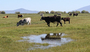 Cattle stand in a heavily irrigated pasture in Oregon's Upper Klamath Basin. The state has ordered ranchers in the region to shut down irrigation. The move is aimed at protecting the rights of Indian tribes who live downstream.