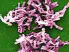 Bad bug: The bacterium Clostridium difficile kills 14,000 people in the United States each year.