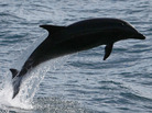 A bottlenose dolphin near Dana Point, Calif., in 2012. A bottlenose dolphin near Dana Point, Calif., in 2012.