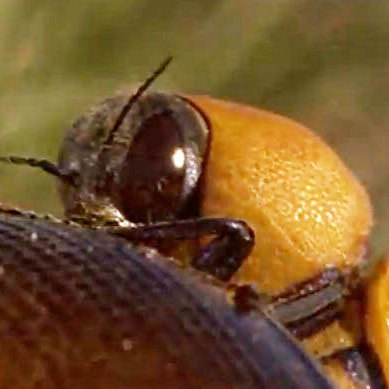 Beetle on a bottle