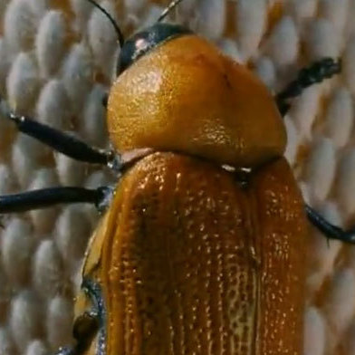 Female beetle