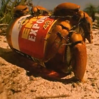 Male beetles on bottle