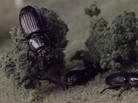 Cockroaches and beetles slither through a miniature world in a new video from Majical Cloudz. Cockroaches and beetles slither through a miniature world in a new video from Majical Cloudz.