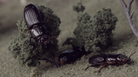 Cockroaches and beetles slither through a miniature world in a new video from Majical Cloudz. Cockroaches and beetles slither through a miniature world in a new video from Majical Cloudz.