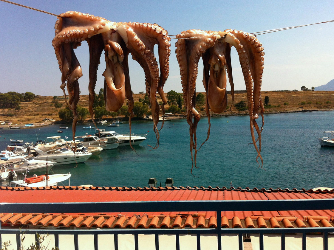 For octopus flesh to be tender enough to grill, it must be dried in the sun at least one full day. For octopus flesh to be tender enough to grill, it must be dried in the sun at least one full day.
