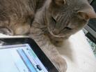 This blog may contain cats. This blog may contain cats.