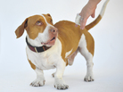 Walle, a beagle-basset mix, won the 25th annual World's Ugliest Dog competition in Petaluma, Calif., on Friday. Walle, a beagle-basset mix, won the 25th annual World's Ugliest Dog competition in Petaluma, Calif., on Friday.