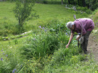 Nova Kim gathers wild greens for a picnic salad near her home in Fairlee, Vt. Nova Kim gathers wild greens for a picnic salad near her home in Fairlee, Vt.