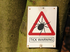 In the current New Yorker, Michael Specter explores the conflict among some people who suffer from Lyme disease, and the doctors who study it. In the current New Yorker, Michael Specter explores the conflict among some people who suffer from Lyme disease, and the doctors who study it.