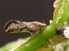 The psyllid, discovered eight years ago in Florida citrus groves, has been problematic for researchers and farmers alike. The psyllid, discovered eight years ago in Florida citrus groves, has been problematic for researchers and farmers alike.