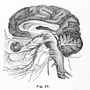 The cause of strokes in younger people remains largely a mystery. The cause of strokes in younger people remains largely a mystery.
