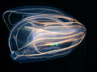 Comb jelly from Gulf of Mexico, at Texas State Aquarium. Comb jelly from Gulf of Mexico, at Texas State Aquarium.