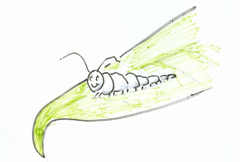 Caterpillar on a leaf Caterpillar on a leaf