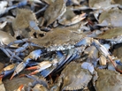 Hard crabs, like these blue crabs, are used in Bill Smith's Crab Stew recipe. Hard crabs, like these blue crabs, are used in Bill Smith's Crab Stew recipe.