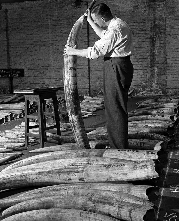 A man checks the quality of ivory stocks before an auction at the London docks in January 1948. (Image credit: Getty Images)