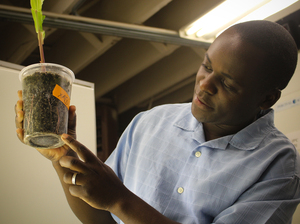 David Wangila points to a tiny rootworm larva in the soil surrounding the roots of a corn plant in his laboratory. David Wangila points to a tiny rootworm larva in the soil surrounding the roots of a corn plant in his laboratory.