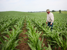 Crop consultant Dan Steiner inspects a field of corn near Norfolk, Neb. Crop consultant Dan Steiner inspects a field of corn near Norfolk, Neb.