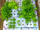 The Nourishmat, which is inspired by Square Foot Gardening, makes it easy to grow 15 to 20 pounds of food in a small space with a plastic mat that serves as a garden planting guide. The Nourishmat, which is inspired by Square Foot Gardening, makes it easy to grow 15 to 20 pounds of food in a small space with a plastic mat that serves as a garden planting guide.