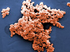 Streptococcus bacteria, like this strain, can be found in our guts. Streptococcus bacteria, like this strain, can be found in our guts.