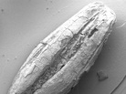 An ancient wild barley sample recovered from Chogha Golan, Iran. An ancient wild barley sample recovered from Chogha Golan, Iran.
