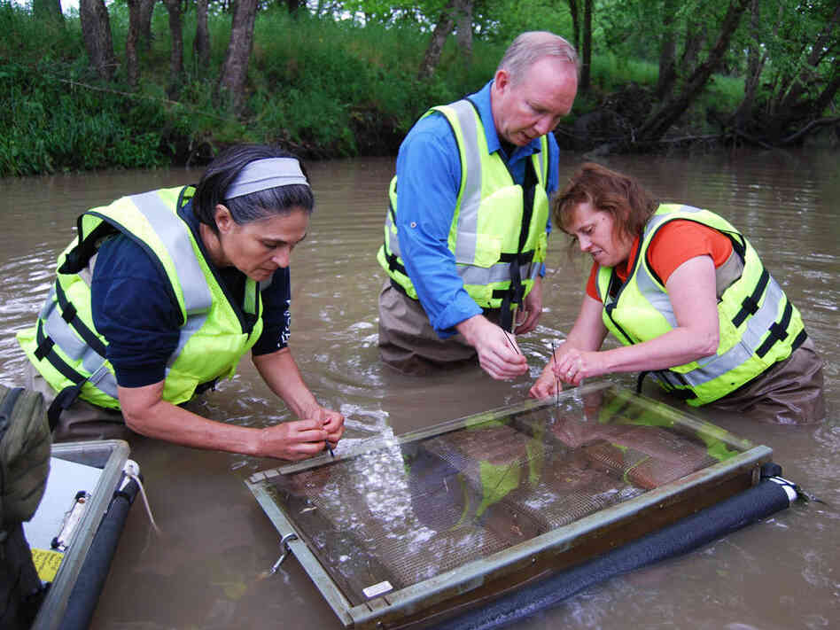 Scientists with the U.S. Geological Survey sample water in Goodwater Creek, Mo., for pesticides and other chemicals that may have run off from the surrounding land. Scientists with the U.S. Geological Survey sample water in Goodwater Creek, Mo., for pesticides and other chemicals that may have run off from the surrounding land.