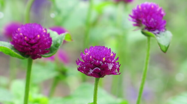 Many of the flowers at Hillwood are doing well despite the ever-changing local climate. (NPR)