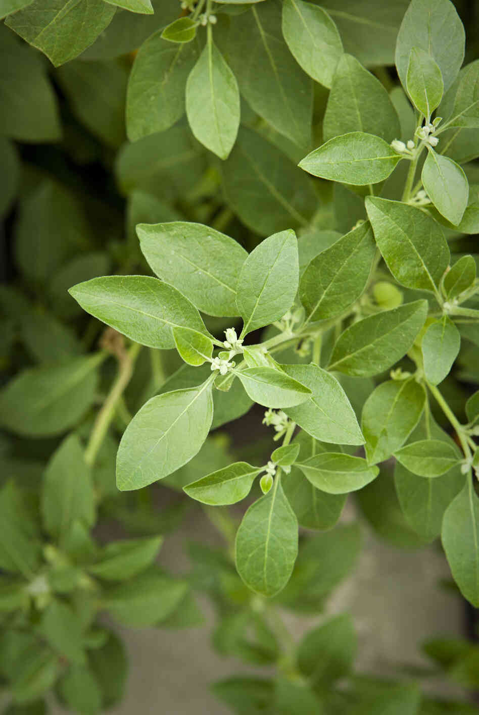 Ashwangandha, also known as the Indian ginseng, is believed to relieve stress. Ashwangandha, also known as the Indian ginseng, is believed to relieve stress.