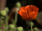 The opium poppy is the most common source of opium and morphine. The opium poppy is the most common source of opium and morphine.
