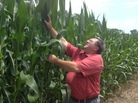 Farmer Richard Wilkins, a firm believer in genetically modified crops, examines the corn crop at his farm in Greenwood, Del. U.S. and EU officials begin talks Monday on an ambitious free-trade agreement. One stumbling block is agriculture. Unlike the U.S., the EU bans the cultivation of genetically modified crops. Farmer Richard Wilkins, a firm believer in genetically modified crops, examines the corn crop at his farm in Greenwood, Del. U.S. and EU officials begin talks Monday on an ambitious free-trade agreement. One stumbling block is agriculture. Unlike the U.S., the EU bans the cultivation of genetically modified crops.