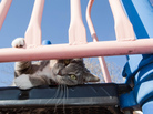 Playgrounds and sandboxes are popular hangouts for free-roaming cats. What they leave behind may not be so popular with humans. Playgrounds and sandboxes are popular hangouts for free-roaming cats. What they leave behind may not be so popular with humans.