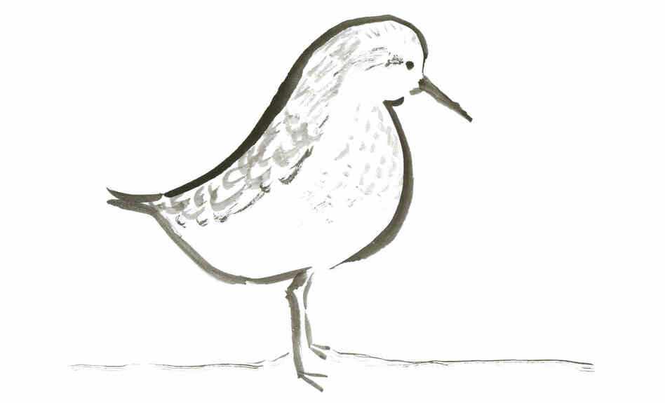 Sandpiper Sandpiper