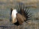 A male sage grouse displays during a lek, or mating ritual, in Montana. The U.S. Fish and Wildlife Service will decide within two years whether to add the bird to the endangered species list. A male sage grouse displays during a lek, or mating ritual, in Montana. The U.S. Fish and Wildlife Service will decide within two years whether to add the bird to the endangered species list.