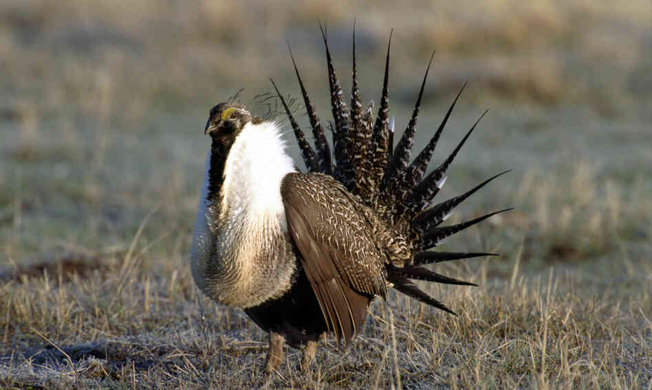 A male sage grouse displays during a lek, or mating ritual, in Montana. The U.S. Fish and Wildlife Service will decide within two years whether to add the bird to the endangered species list. A male sage grouse displays during a lek, or mating ritual, in Montana. The U.S. Fish and Wildlife Service will decide within two years whether to add the bird to the endangered species list.