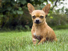 Modern Chihuahuas trace their genetic roots in America to back before the arrival of Europeans, a new study suggests. Modern Chihuahuas trace their genetic roots in America to back before the arrival of Europeans, a new study suggests.