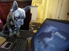 Bleu, a French bulldog who lives in San Diego, watches DogTV during the network's initial months online and on cable outlets in Southern California, in April 2012. Bleu, a French bulldog who lives in San Diego, watches DogTV during the network's initial months online and on cable outlets in Southern California, in April 2012.