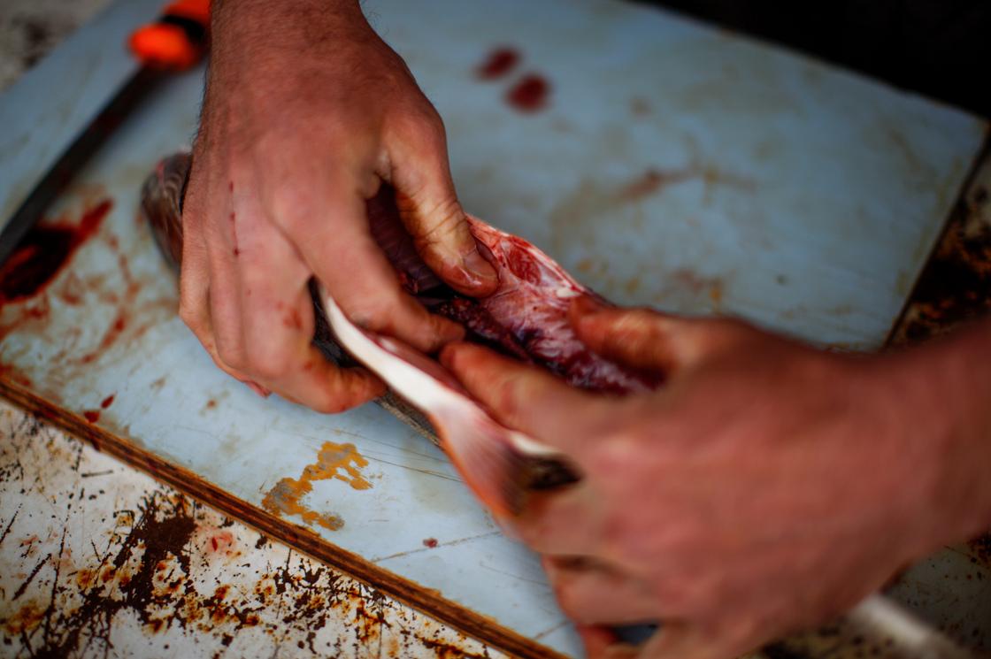 Trapped cutthroat trout are gutted at the Fish and Wildlife field station in the Centennial Valley. Their stomach contents are studied to determine their diet and whether they are outcompeting the native Arctic grayling. Trapped cutthroat trout are gutted at the Fish and Wildlife field station in the Centennial Valley. Their stomach contents are studied to determine their diet and whether they are outcompeting the native Arctic grayling.