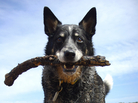 A dog stands on a beach with a stick in its mouth. A dog stands on a beach with a stick in its mouth.
