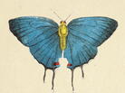 Butterfly People cover Butterfly People cover