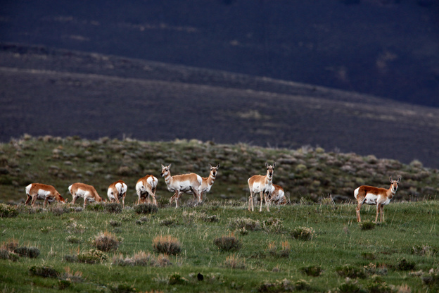 Antelopes stand at alert at the presence of a human visitor in the sparsely populated Centennial Valley of Montana. (Image credit: NPR)
