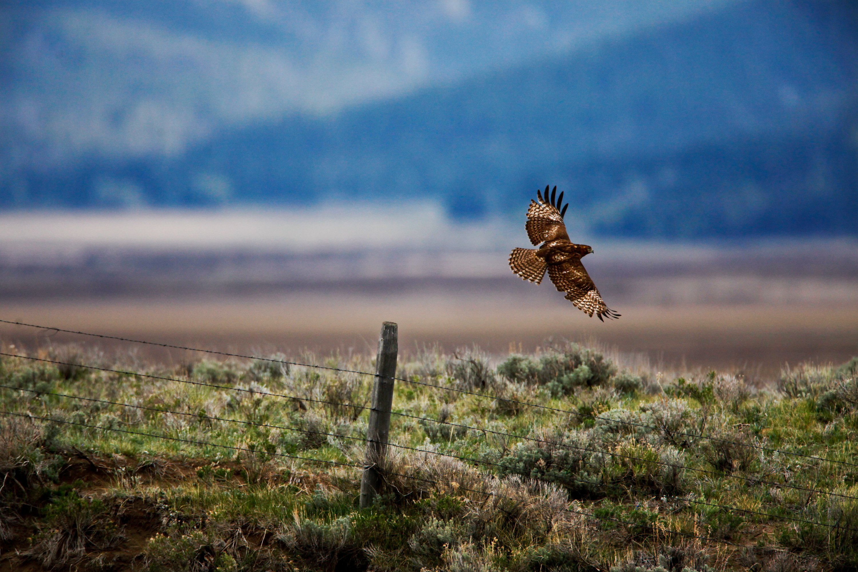 A red-tailed hawk takes flight in the wilds of Montana. A red-tailed hawk takes flight in the wilds of Montana.