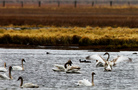 Trumpeter swans cruise a lake in Centennial Valley. Swan populations recovered in the valley years ago after ecologists dammed streams to enlarge wetland habitat. Trumpeter swans cruise a lake in Centennial Valley. Swan populations recovered in the valley years ago after ecologists dammed streams to enlarge wetland habitat.