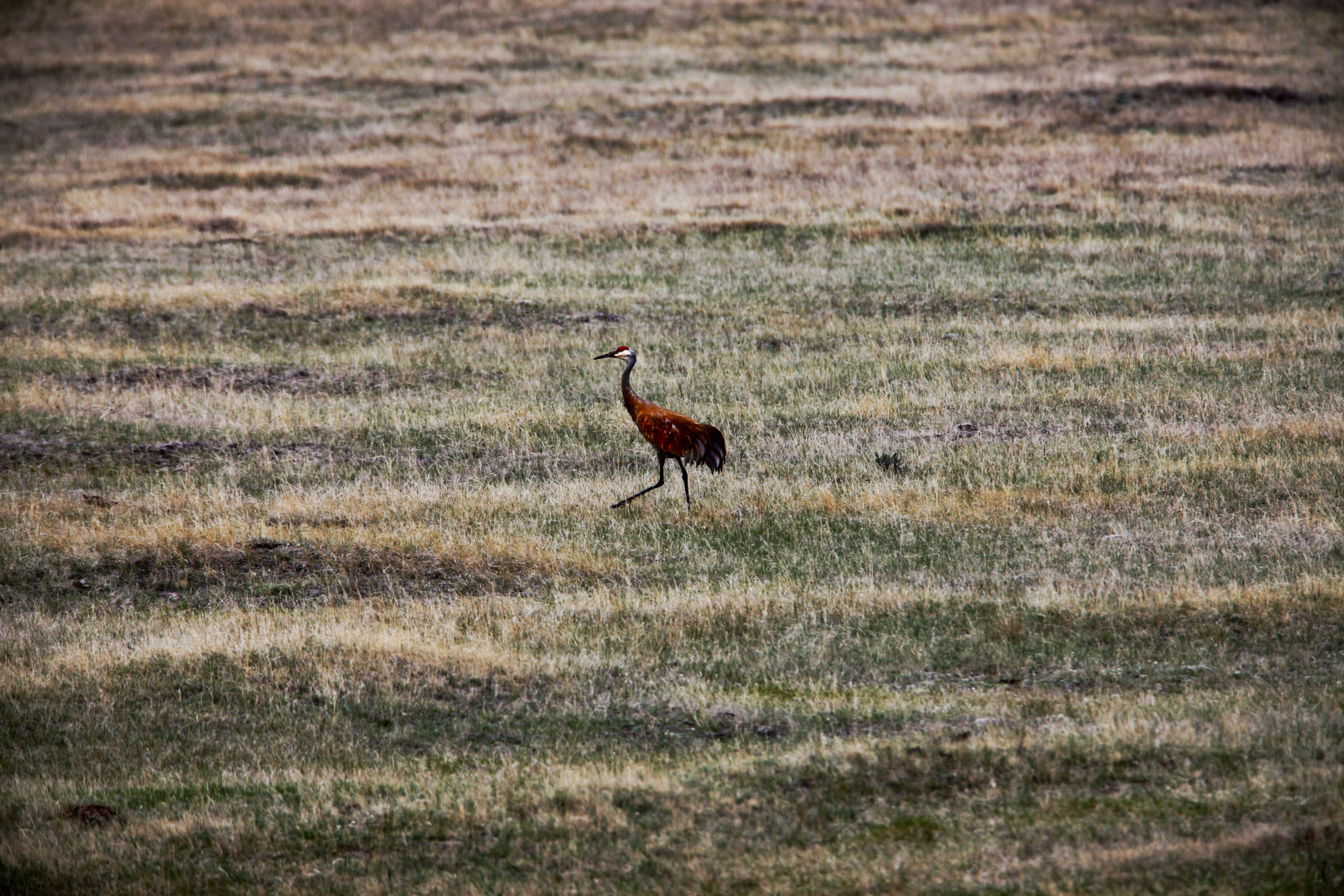 The valley contains the Centennial Sandhills Preserve, home to the sandhill crane. The valley contains the Centennial Sandhills Preserve, home to the sandhill crane.