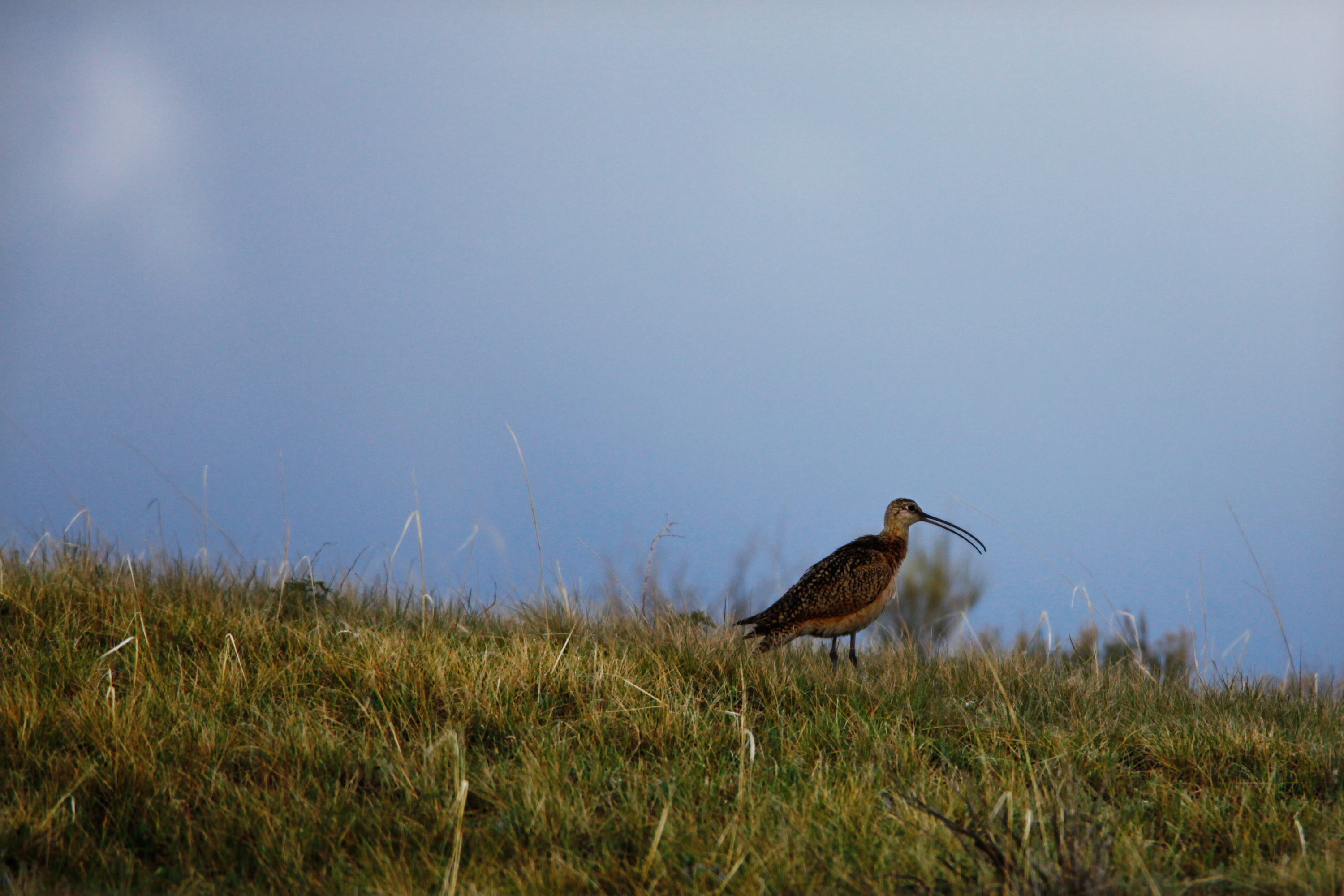The rare long-billed curlew thrives in the Centennial Valley. The rare long-billed curlew thrives in the Centennial Valley.