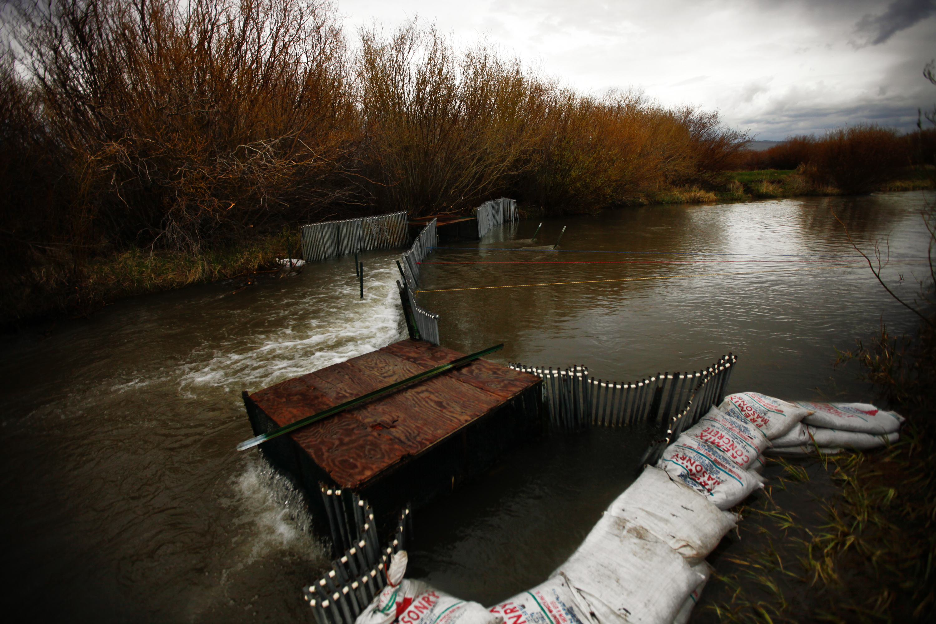 A trap set by the Fish and Wildlife Service catches all fish that pass through this stream. Biologists return the Arctic grayling trout to the waterway, while the more numerous and nonnative cutthroat trout are killed for study and later donated to a local food bank. A trap set by the Fish and Wildlife Service catches all fish that pass through this stream. Biologists return the Arctic grayling trout to the waterway, while the more numerous and nonnative cutthroat trout are killed for study and later donated to a local food bank.