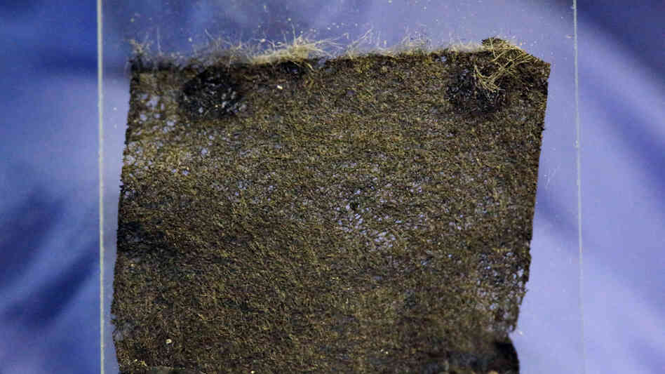 Wood fibers are coated with carbon nanotubes and then packed into small disks of metal. The sodium ions moving around in the wood fibers create an electric current. Wood fibers are coated with carbon nanotubes and then packed into small disks of metal. The sodium ions moving around in the wood fibers create an electric current.