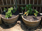 Tomatoes and herbs grow in barrels in this urban micro-garden. Tomatoes and herbs grow in barrels in this urban micro-garden.