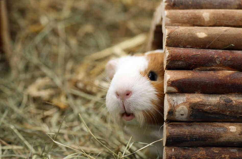 guinea pig guinea pig